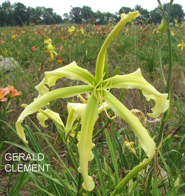 GERALD CLEMENT